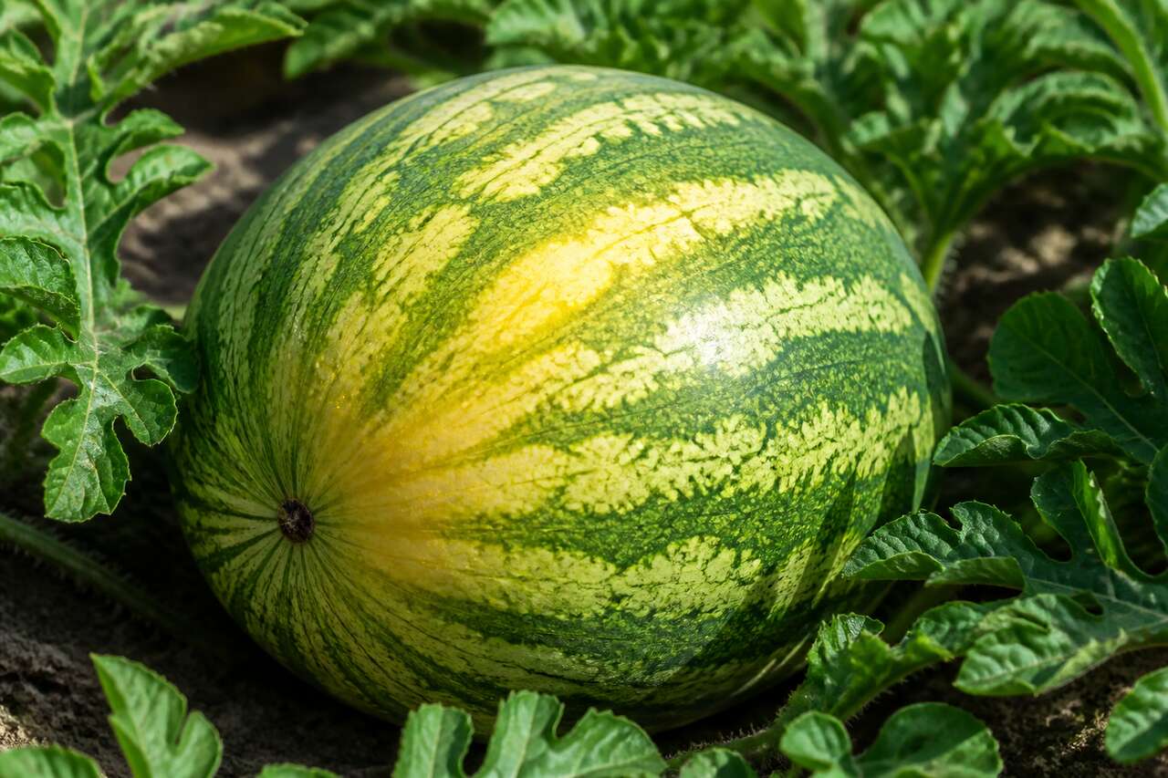 Savoir interpréter la couleur de l'écorce Savoir interpréter la couleur de l'écorce